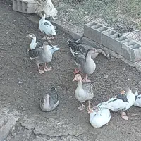 غاز|پرنده|اهواز, کوروش|دیوار