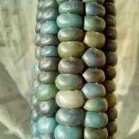 ذرت رنگی|گل و گیاه طبیعی|بروجن, |دیوار