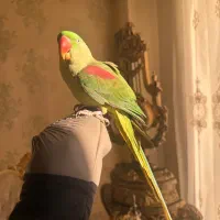 شاه طوطی ماده