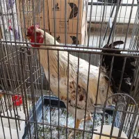 ۳ عددخروس