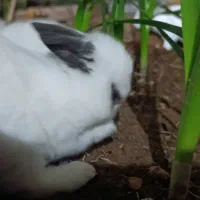 خرگوش|موش و خرگوش|خرمشهر, |دیوار