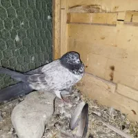 کفتر قاره