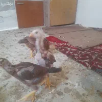 جوجه لاری