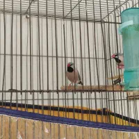 فنچ کراواتی|پرنده|شیراز, نیایش|دیوار