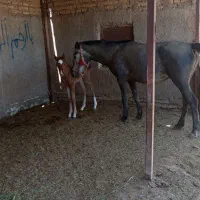 مادیون ترکی|اسب و تجهیزات اسب‌سواری|شیبکوه (فارس), |دیوار