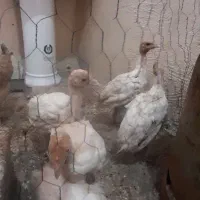 بوقلمون