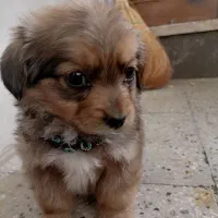 سگ جیبی|سگ|قم, اسمعیل آباد|دیوار