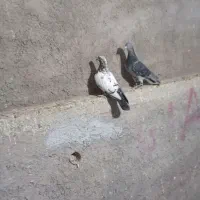 پلاکی و تهرانی حمال