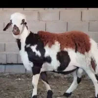 قصاب سیار|خدمات پیشه و مهارت|شیروان (خراسان), |دیوار