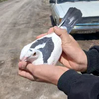 کفتر شهرستانی