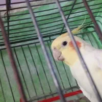 عروس هلندی اواز خوان