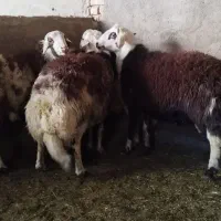 بره قوچ پلنگی|حیوانات مزرعه|ملایر, |دیوار