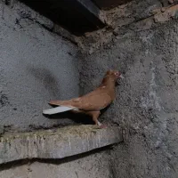 کارل|پرنده|نگین شهر, |دیوار