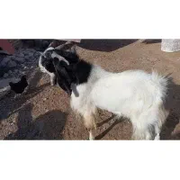 واگذار|حیوانات مزرعه|ماهدشت, |دیوار