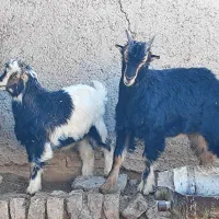 دوراس بزغاله