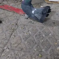 کبوتر دم چتری کاکلی|پرنده|تهران, مسعودیه|دیوار