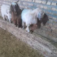 بزغاله نر ۳ عدد|حیوانات مزرعه|تایباد, |دیوار