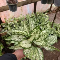 گل های آپارتمانی|گل و گیاه طبیعی|رشت, حومه رشت|دیوار