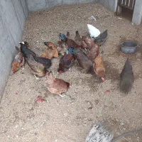 مرغ و خروس بومی