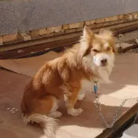 سگ پاکوتاه پامر