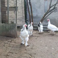 فروش خروس پنج ماهه برهما لایت|حیوانات مزرعه|قائم‌شهر, |دیوار