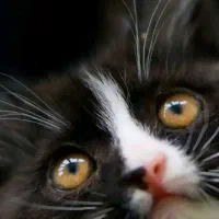 فال پاسور|فعالیت داوطلبانه تحقیقاتی|اصفهان, شیخ طوسی|دیوار