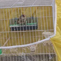 سهره کرمونی|پرنده|مشهد, جاهد شهر|دیوار