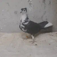 کبوتره دمگیر دوبحر گلین