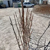 حفاظ شاخگوزنی نیزار در و دیوار|مصالح و تجهیزات ساختمان|وحیدیه, |دیوار