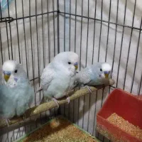 مرغ عشق نر|پرنده|شیراز, شیخ علی چوپان|دیوار