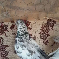 کفتر جفت نرماده