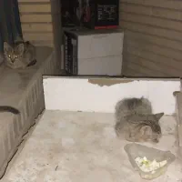گربه