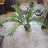 فروش انواع گلهای آپارتمانی‌وهویا|گل و گیاه طبیعی|قشم, |دیوار