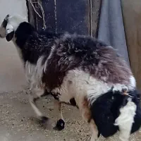 قورچ|حیوانات مزرعه|اشترینان, |دیوار