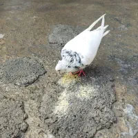 کبوتر الماسی ماده
