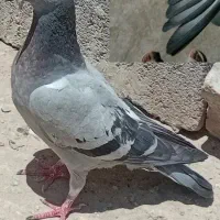 دوبر مسافتی|پرنده|تهران, مخصوص|دیوار