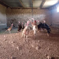 جوجه بقلمون ۳ماهه