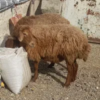 شیشک سالم وسرحال برای دامازدیخ