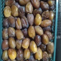رطب