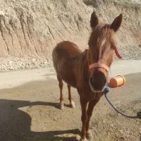 اسب درشور|اسب و تجهیزات اسب‌سواری|دهدشت, |دیوار