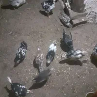 جوجه مرغ