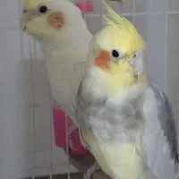 ۴ عدد عروس هلندی