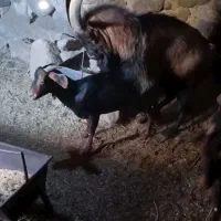 نر بز خارجی اصلاح نژاد|حیوانات مزرعه|نیر (یزد), |دیوار