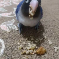 طوطی برزیلی