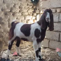 جفت‌کره‌ماده‌لنگ‌جمل‌|حیوانات مزرعه|هیرمند, |دیوار