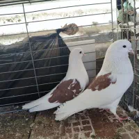 کبوتر تهرانی