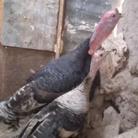 دو عدد بوقلمون