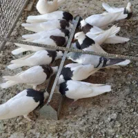 فروش کفتر طوقی|پرنده|حمیدیا, |دیوار