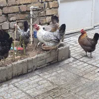 مرغ لری . عشایری