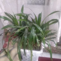 به دلیل.جابه جایی وکمبودجا چندمدل گل بزرگ کوچک|گل و گیاه طبیعی|تربت‌حیدریه, شهرک ولیعصر|دیوار